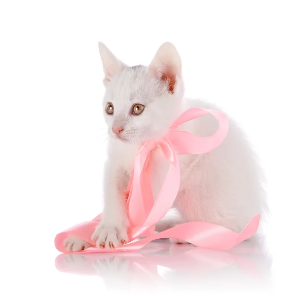 Gatinho branco com uma fita rosa — Fotografia de Stock