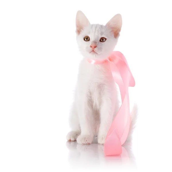 Piccolo gattino bianco con nastro rosa — Foto Stock