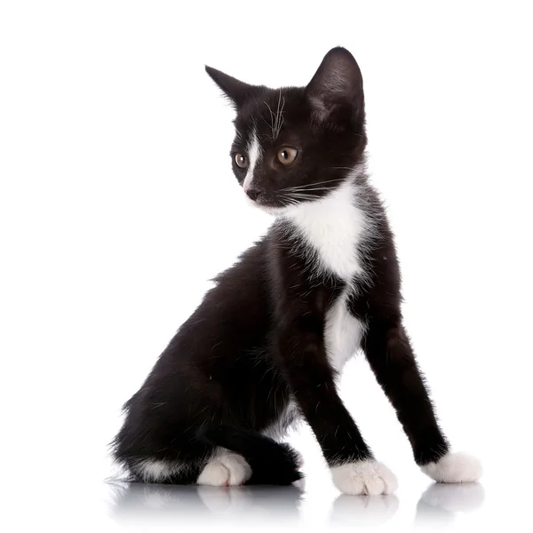 Zwart-wit kleine kitten op een witte achtergrond zit. — Stockfoto