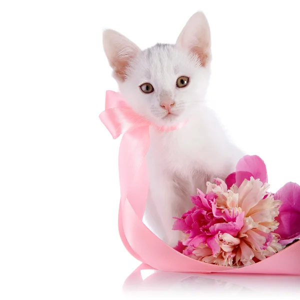 Gatito blanco con una cinta rosa y una flor de una peonía . —  Fotos de Stock