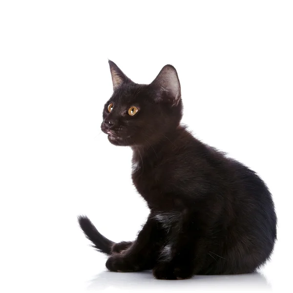 El gatito negro se sienta sobre un fondo blanco . — Foto de Stock