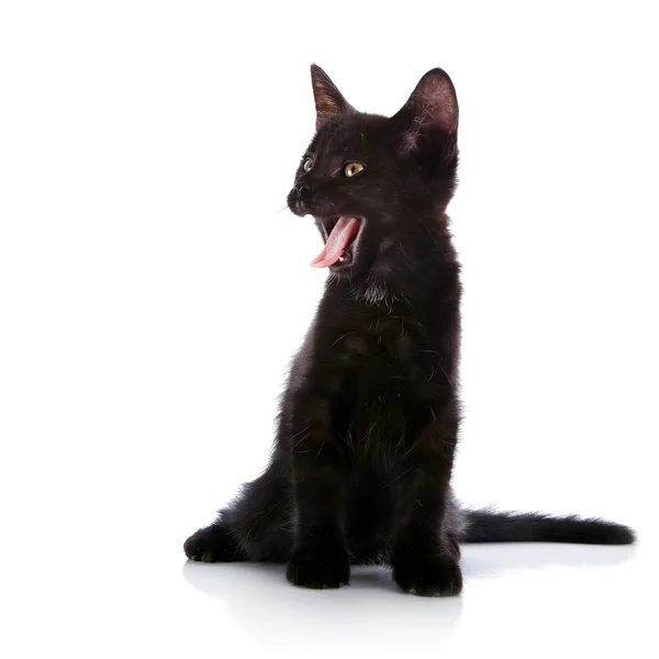 Yawning black kitten. — Stock Photo, Image