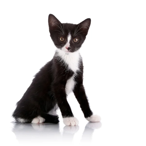 Preto e branco pequeno gatinho — Fotografia de Stock