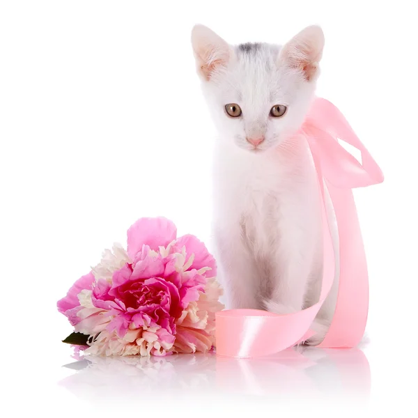 Gatinho branco com uma fita rosa e uma flor de uma peônia . — Fotografia de Stock