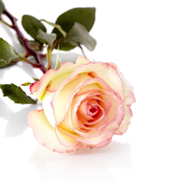 Όμορφο τριαντάφυλλο. — Φωτογραφία Αρχείου