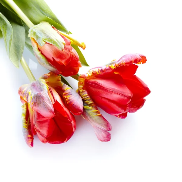 Bouquet di tulipani. — Foto Stock