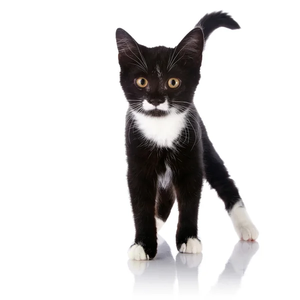 Черно-белый котенок стоит — стоковое фото