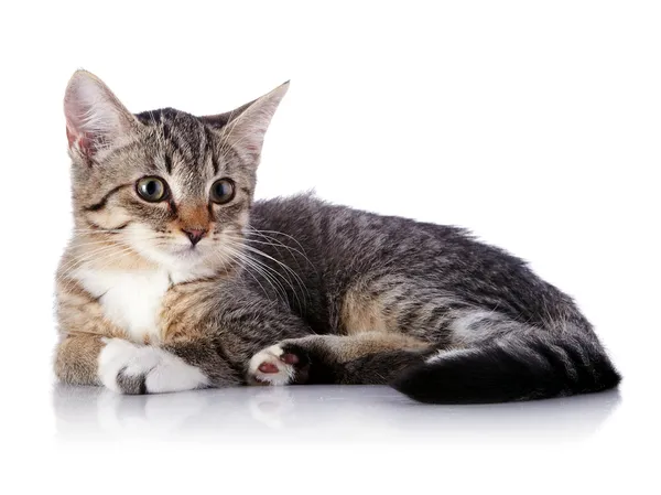 Striped kitten. — Stock Photo, Image