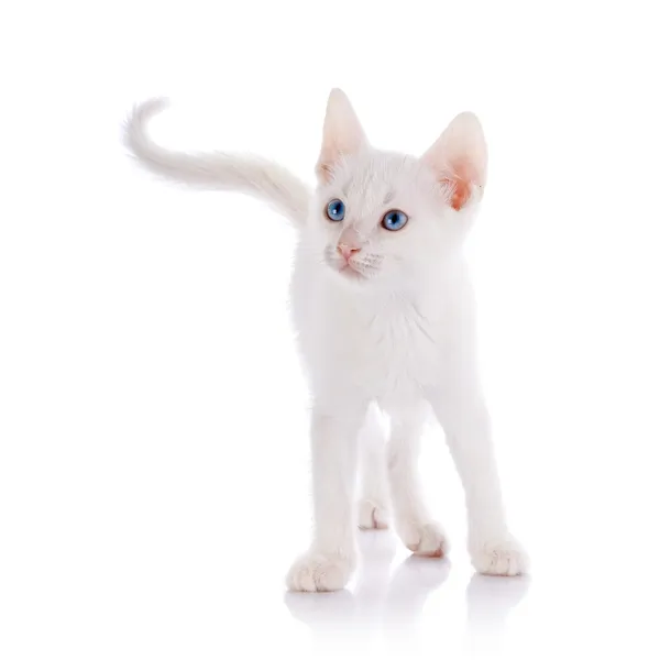 Die weiße Katze mit blauen Augen Kosten auf weißem Hintergrund. — Stockfoto
