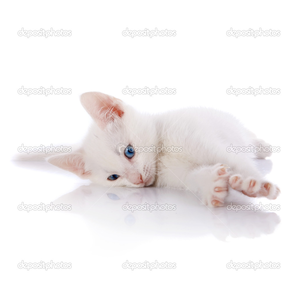Die Weiße Katze Mit Blauen Augen Liegt Auf Weißem
