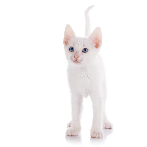 El gatito blanco con los ojos azules cuesta —  Fotos de Stock