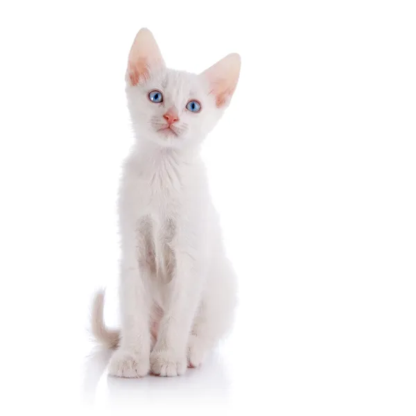 El gatito blanco con ojos azules se asienta sobre un fondo blanco. —  Fotos de Stock