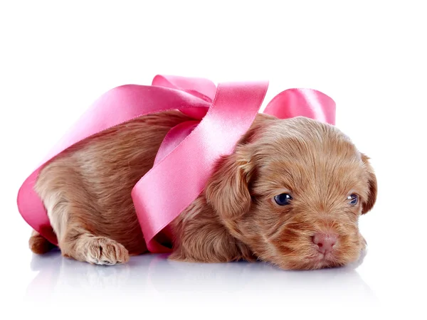 Puppy with a pink bow. — Stock Photo, Image