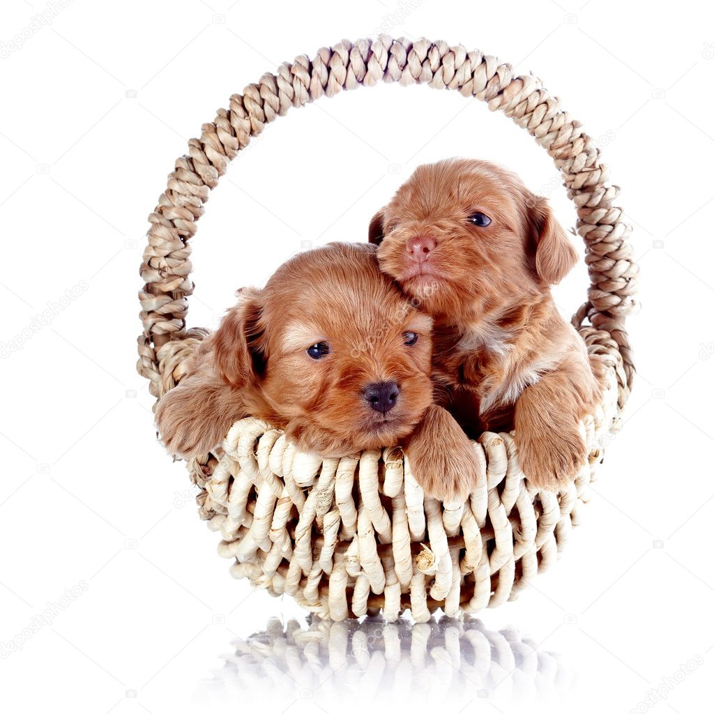 Two puppies in a wattled basket.