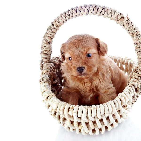 Filhote de cachorro em uma cesta wattled — Fotografia de Stock