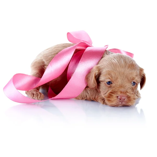 Puppy with a pink bow. — Stock Photo, Image