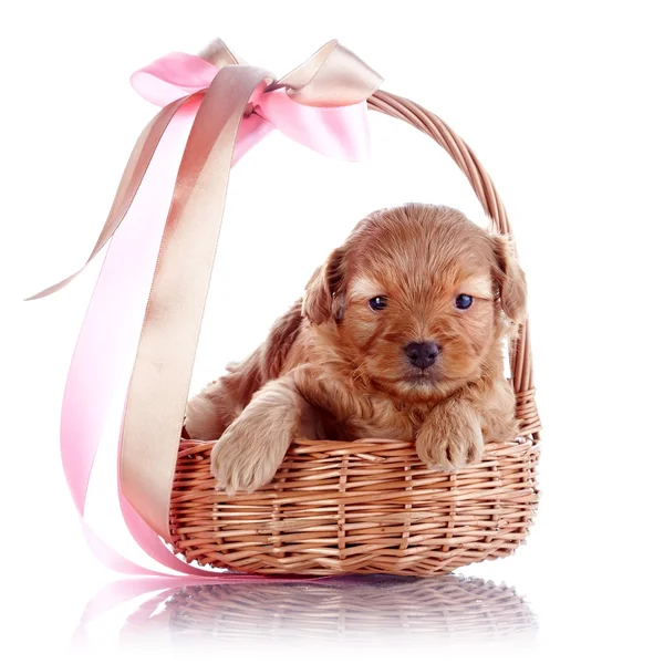 Puppy in a wattled basket with a bow. — Stock Photo, Image