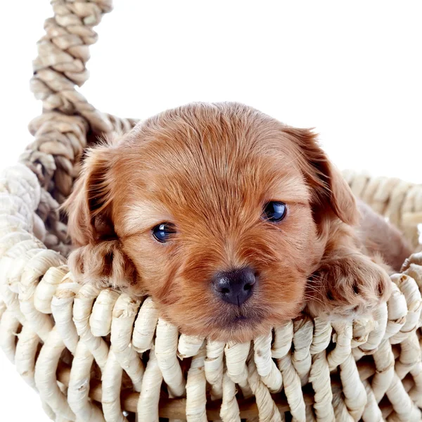 Portrét štěně v wattled košíku. — Stock fotografie