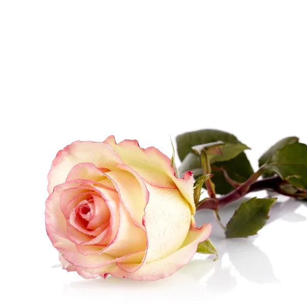 Beautiful rose. — Stock Photo, Image