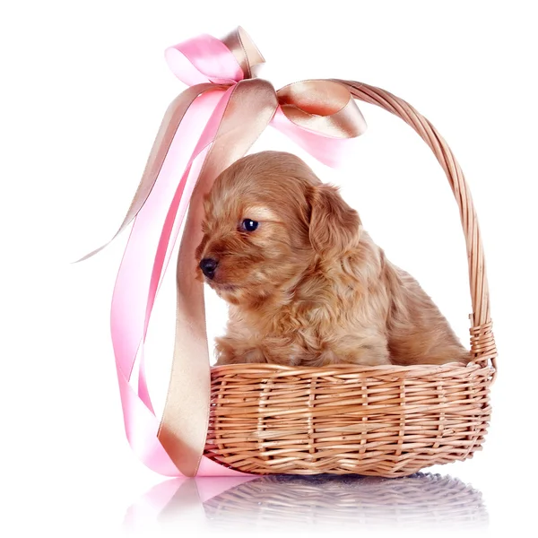 Chiot dans un panier secoué avec un arc . — Photo