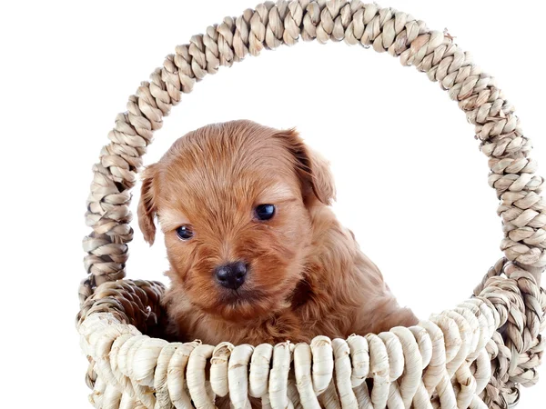 Portrait of a puppy in a wattled basket. — Stock Photo, Image