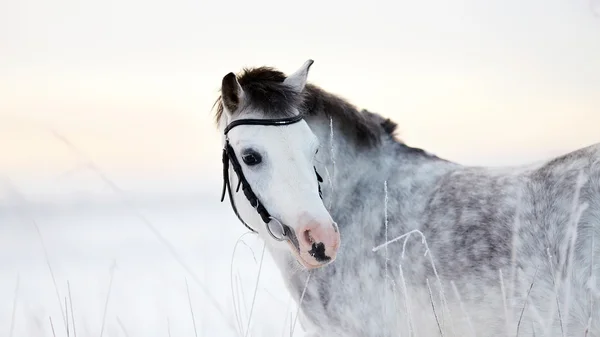 Портрет серой лошади — стоковое фото