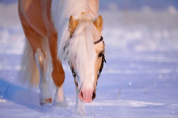 Ritratto di un cavallo beige — Foto Stock