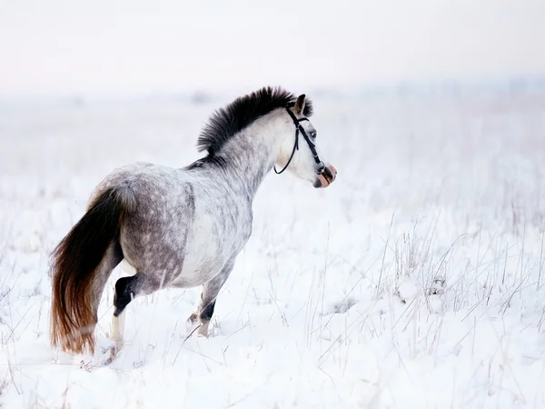 Caballo gris — Foto de Stock