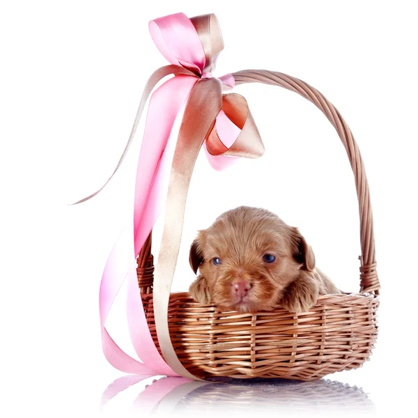 Puppy in a wattled basket with a bow. — Stock Photo, Image