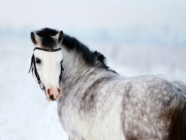 灰色的马的肖像 — 图库照片