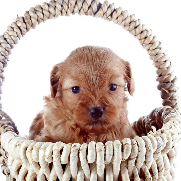 Retrato de un cachorro en una cesta de mimbre . — Foto de Stock