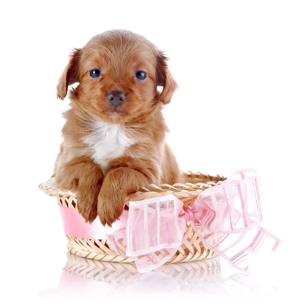 Cachorro en una cesta de mimbre con un lazo rosa . —  Fotos de Stock