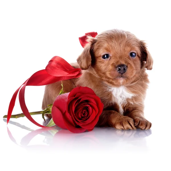 Puppy with a red bow and a rose. — Stock Photo, Image