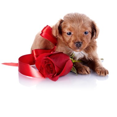 bir gül ve bir kırmızı yay ile köpek yavrusu.