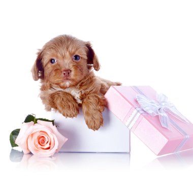yavru köpek hediye kutusu ve bir gül