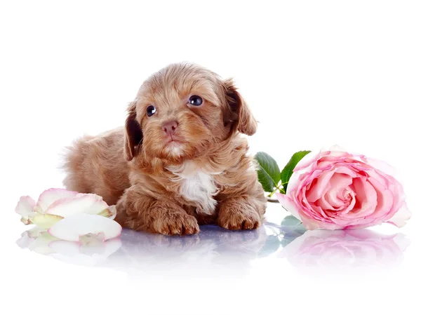 Cachorro con una rosa —  Fotos de Stock