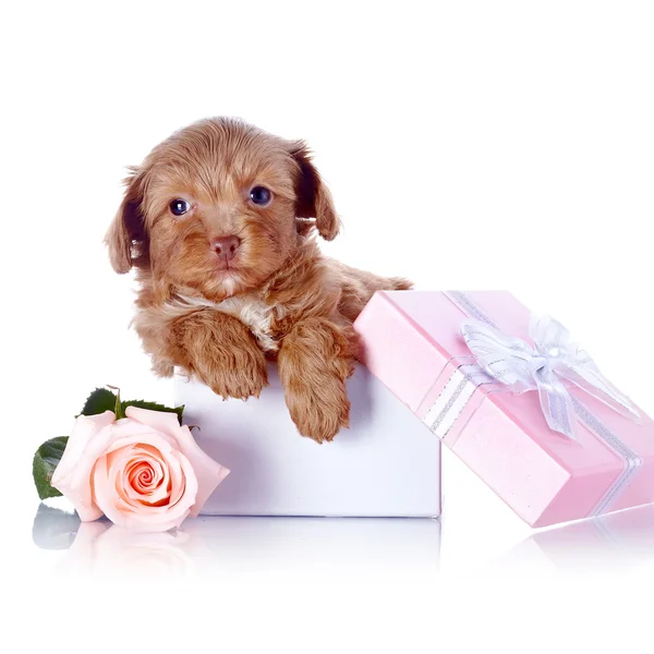 Cachorro en una caja de regalo y una rosa —  Fotos de Stock