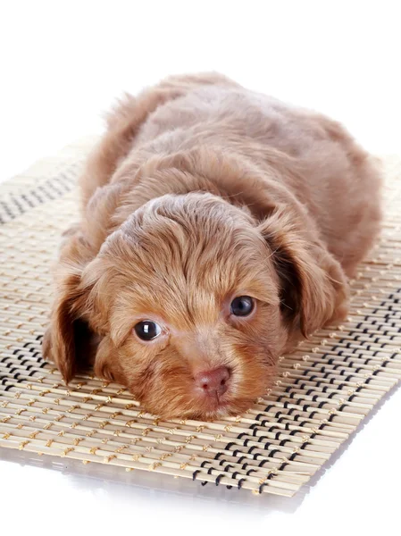 Cachorro en una alfombra — Foto de Stock