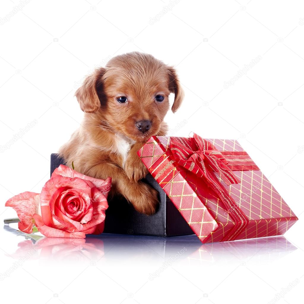 puppy gift box