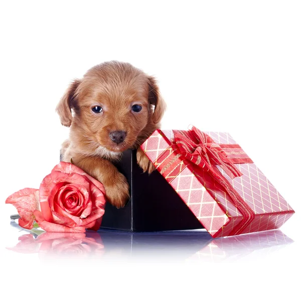 Štěně v dárkové krabičce s lukem a růže — Stock fotografie