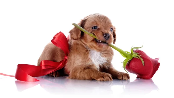 Puppy met een rode strik en een roos. — Stockfoto