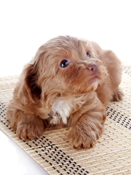 Filhote de cachorro em um tapete — Fotografia de Stock