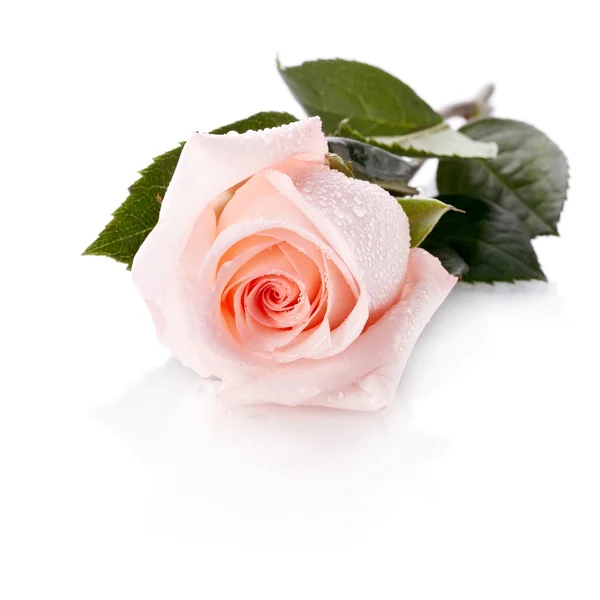 Gyönyörű rózsaszín rózsa. — Stock Fotó