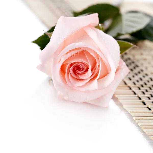 The pink rose lies on a napkin. — Stock Photo, Image