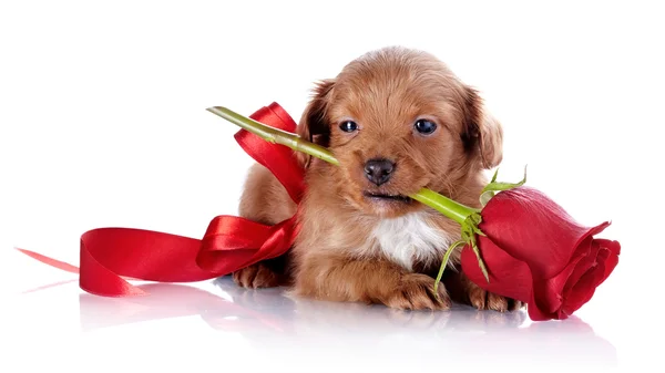 Puppy met een rode strik en een roos. — Stockfoto