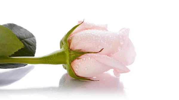 Bud of a pink rose — Stock Photo, Image