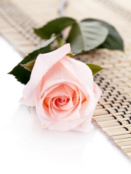 The pink rose lies on a napkin. — Stock Photo, Image