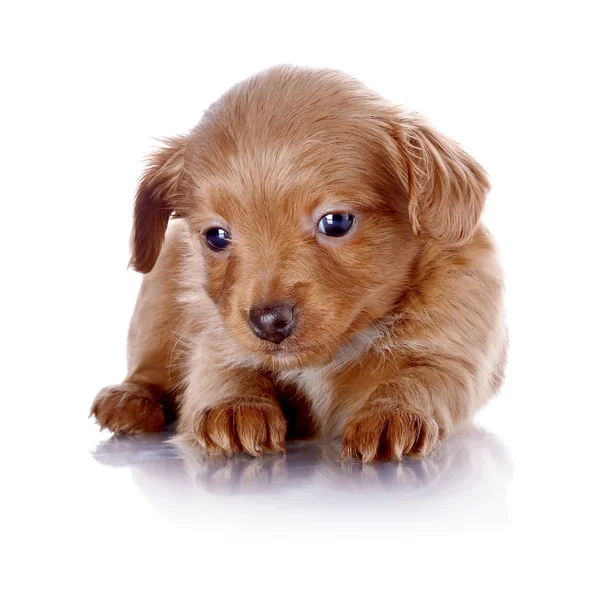 Puppy of a decorative doggie — Stock Photo, Image