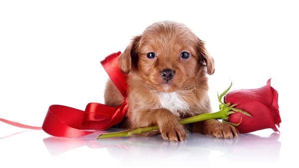 Welpe mit roter Schleife und einer Rose. — Stockfoto