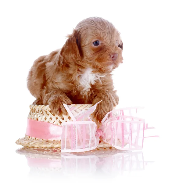 Puppy with a hat with a bow. — Stock Photo, Image